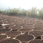 013 Small green tangerine Pu 'er