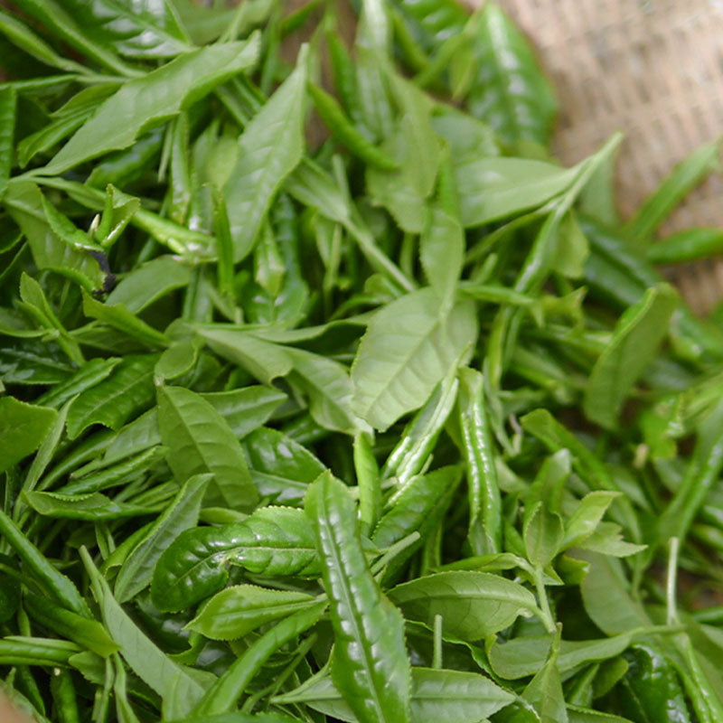 005 High mountain green tea