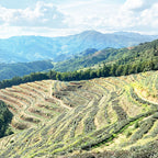 008 Longjing(Dragonwell) Tea before  rain