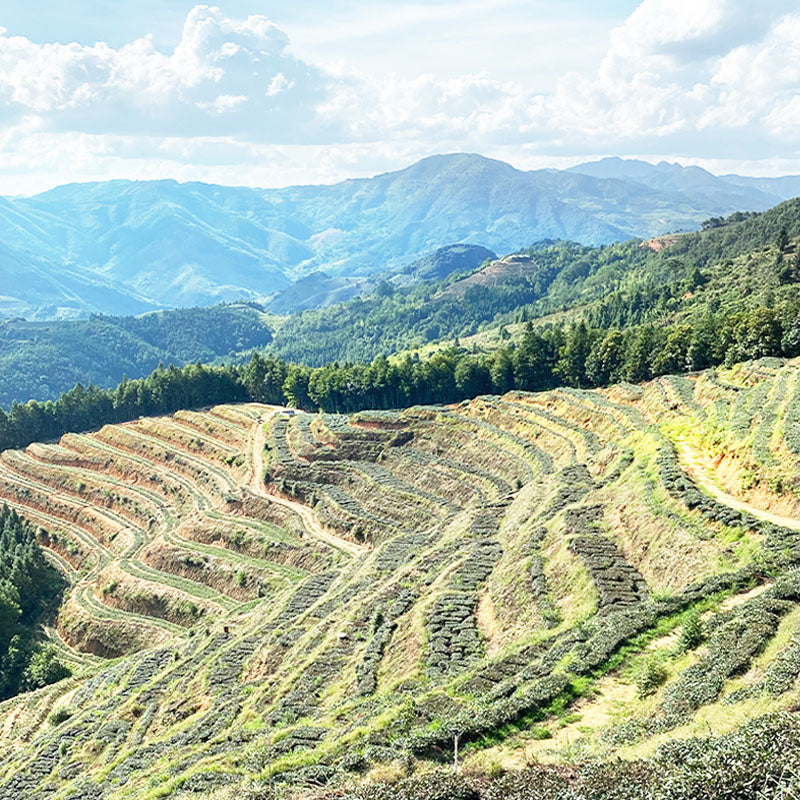 008 Longjing(Dragonwell) Tea before  rain