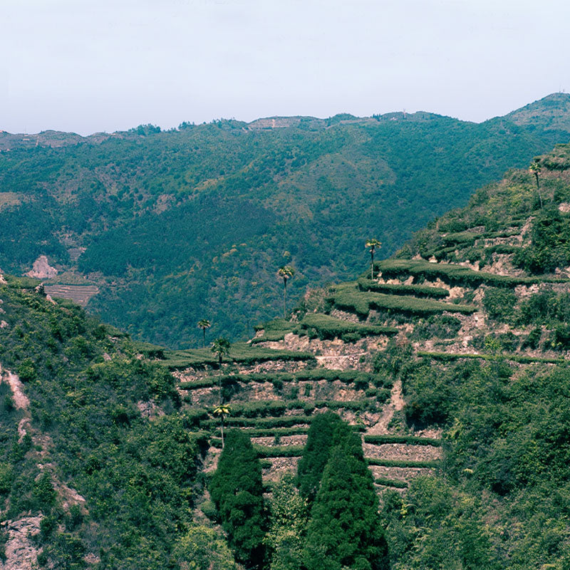 Phoenix/Fenghuang Dancong Tea
