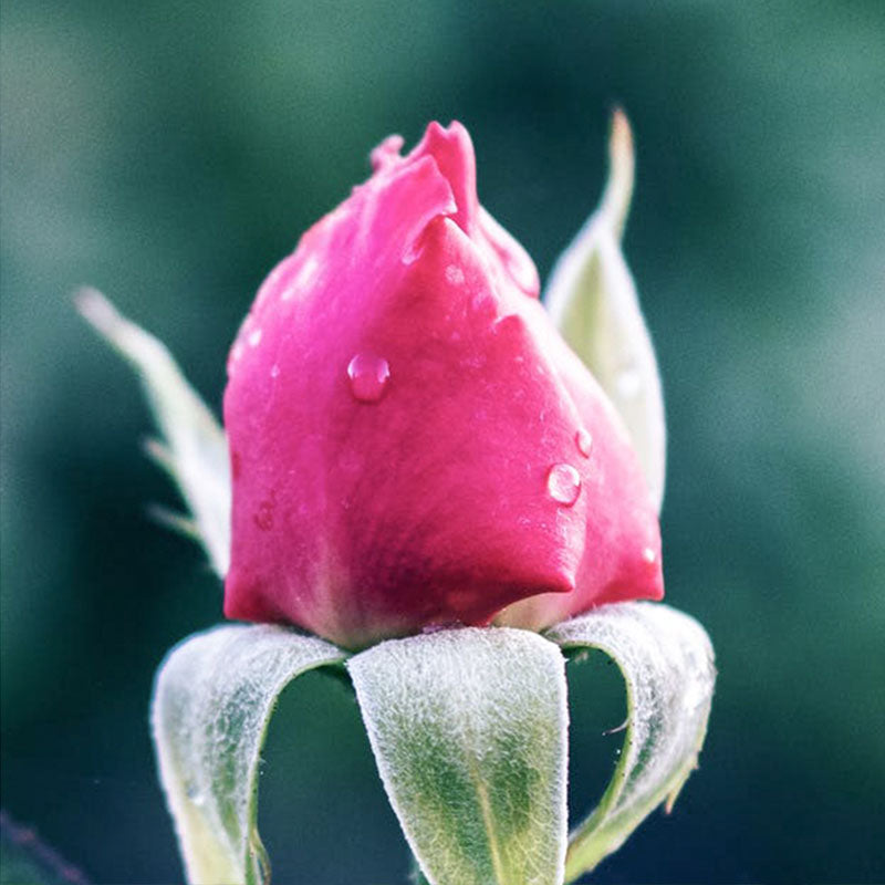 Rose black tea