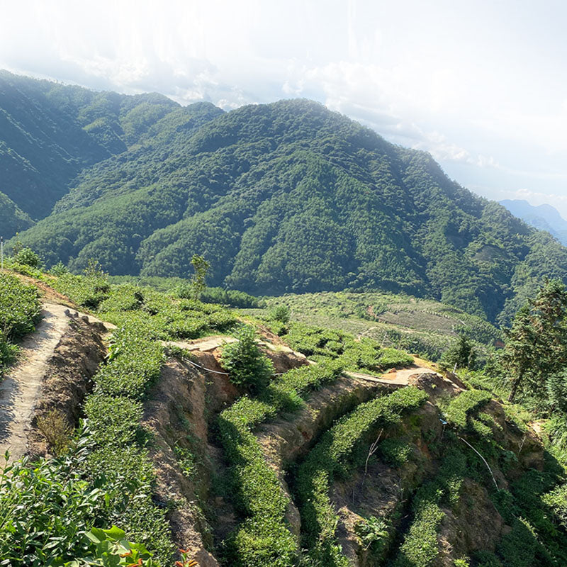 Tieguanyin (iron goddess tea)