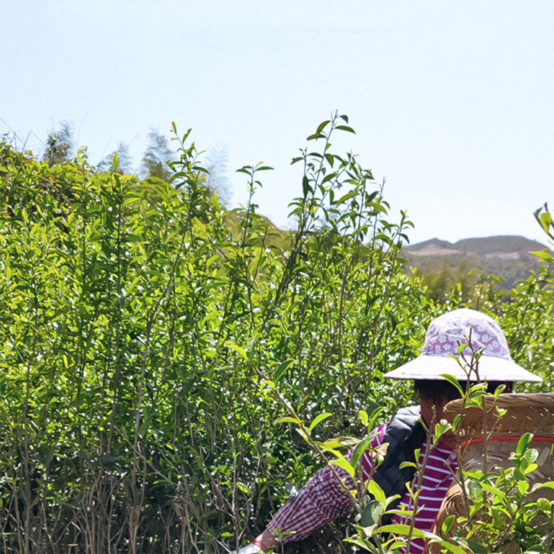 Yunnan Dianhong tea