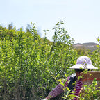 Yunnan Dianhong tea
